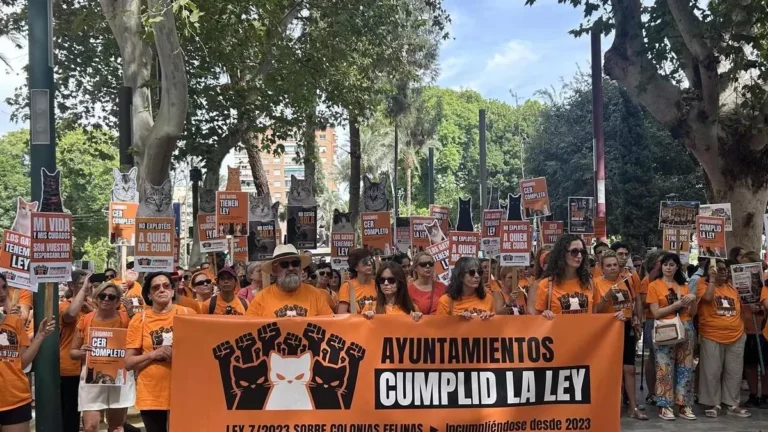 Bijna duizend mensen in Murcia de straat op voor betere bescherming van straatkatten