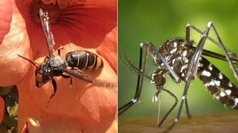 Insecten in Spanje: deze beestjes kun je tegenkomen en hier moet je voor oppassen