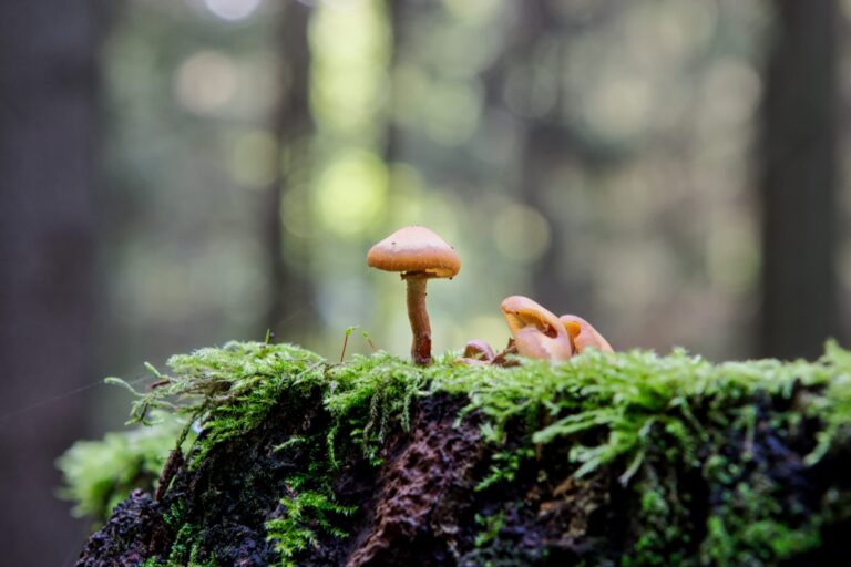 Paddenstoelenseizoen begint in Spanje: duizenden trekken deze herfst de bossen in