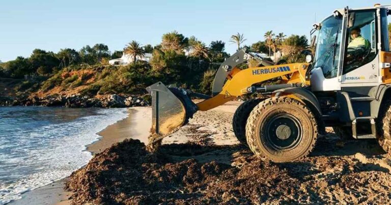 Ibiza brengt posidonia terug naar stranden als bescherming tegen winterstormen