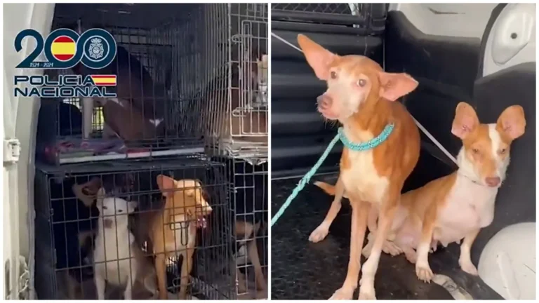 Politie redt 61 honden en katten uit woning in Vélez-Málaga