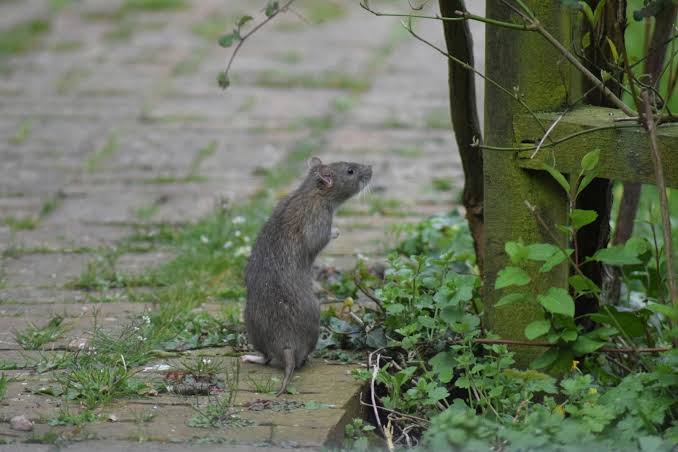 Rattenplaag in Málaga: enorme ratten verdringen zelfs katten en zorgen voor onrust