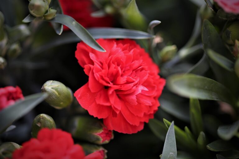 Waarom de rode anjer het bloemensymbool van Spanje is: een bloem vol passie en geschiedenis